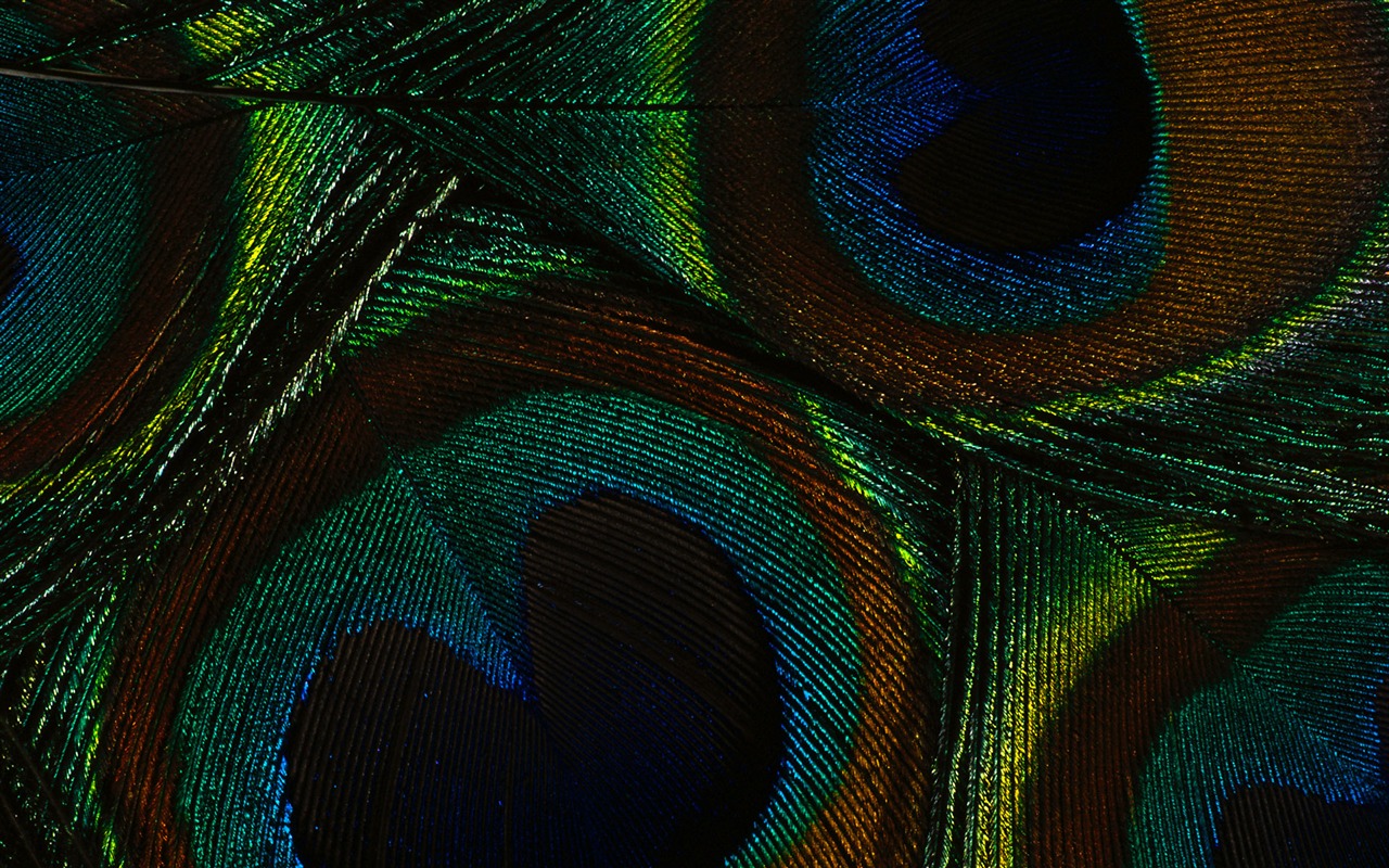 barevné peří křídla close-up tapetu (2) #19 - 1280x800