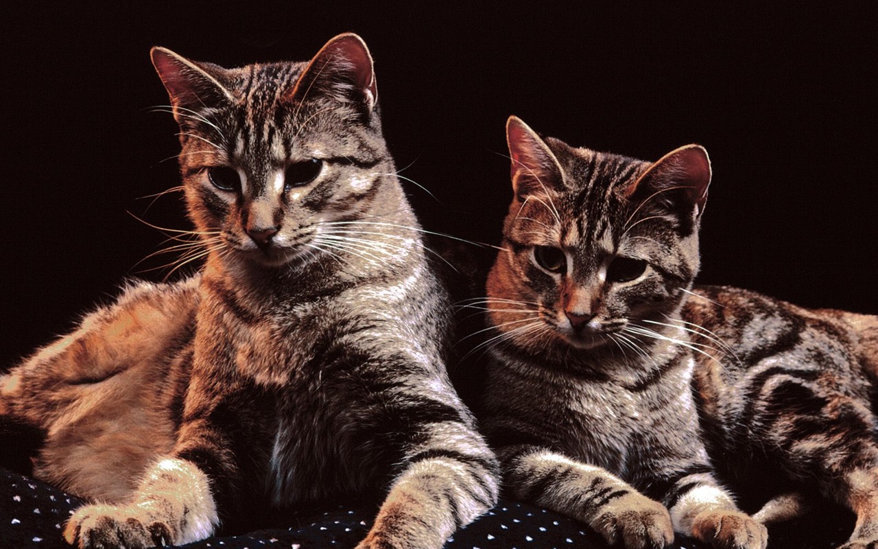 1600 Cat Photo Wallpaper (4) #20 - 1280x800