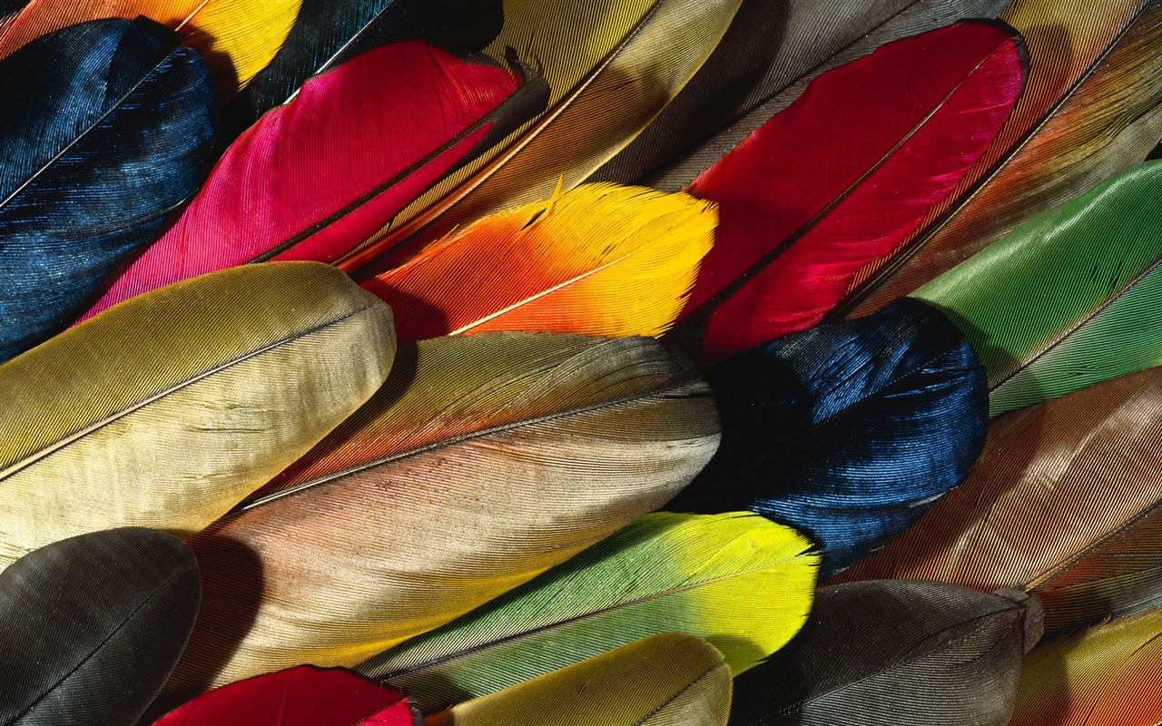 Цветной крыльев перо макро обои (2) #1 - 1280x800
