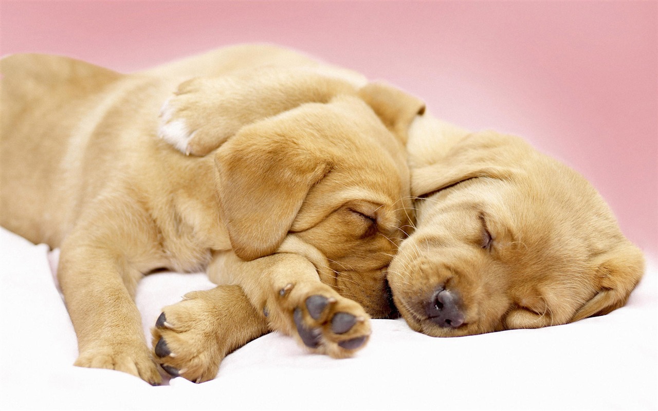 Puppy Photo HD wallpapers (7) #1 - 1280x800
