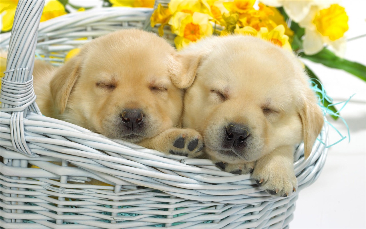 Puppy Photo HD wallpapers (7) #2 - 1280x800