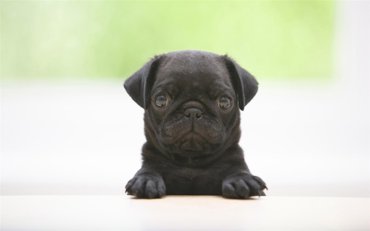 Puppy Photo HD wallpapers (7) #3 - 1280x800