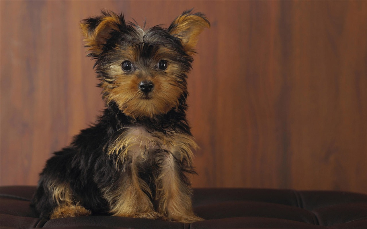 Puppy Photo HD wallpapers (7) #7 - 1280x800