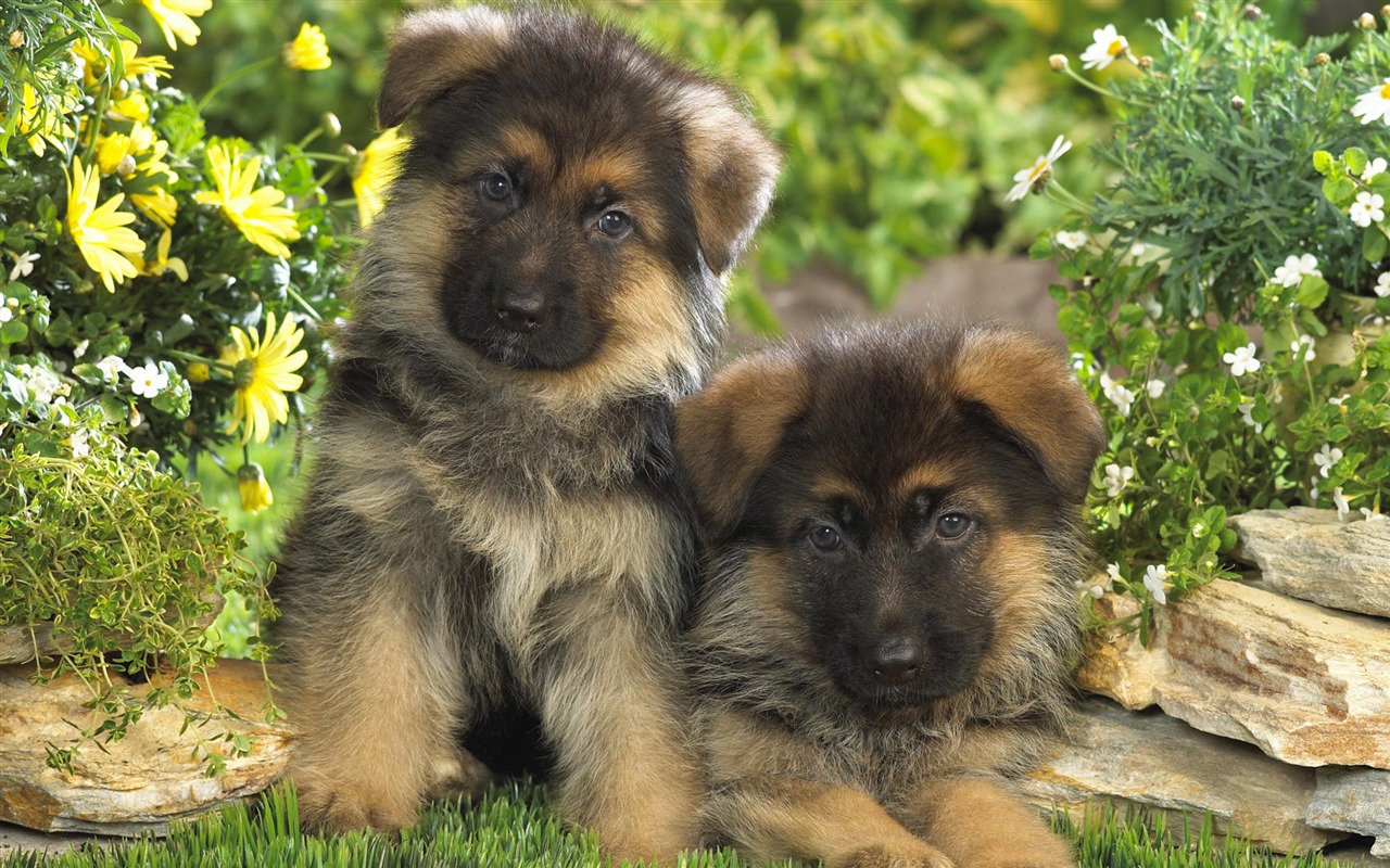 Puppy Photo HD wallpapers (7) #14 - 1280x800