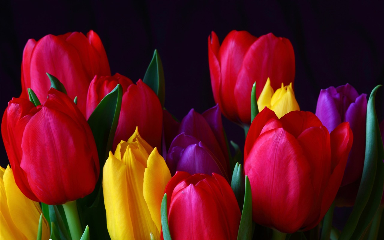 Velký tulipán tapety (1) #1 - 1280x800