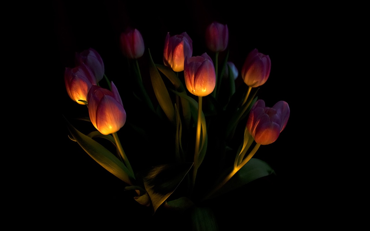 Velký tulipán tapety (1) #2 - 1280x800