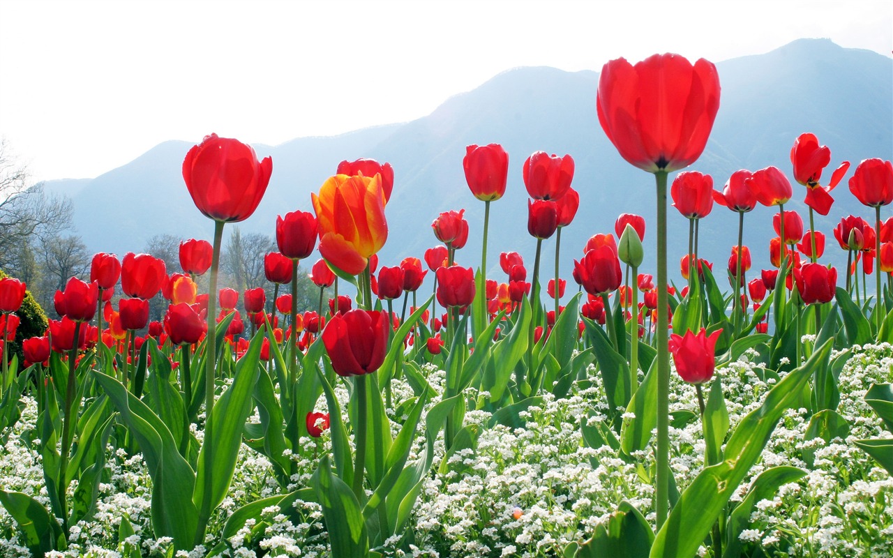 Velký tulipán tapety (1) #6 - 1280x800