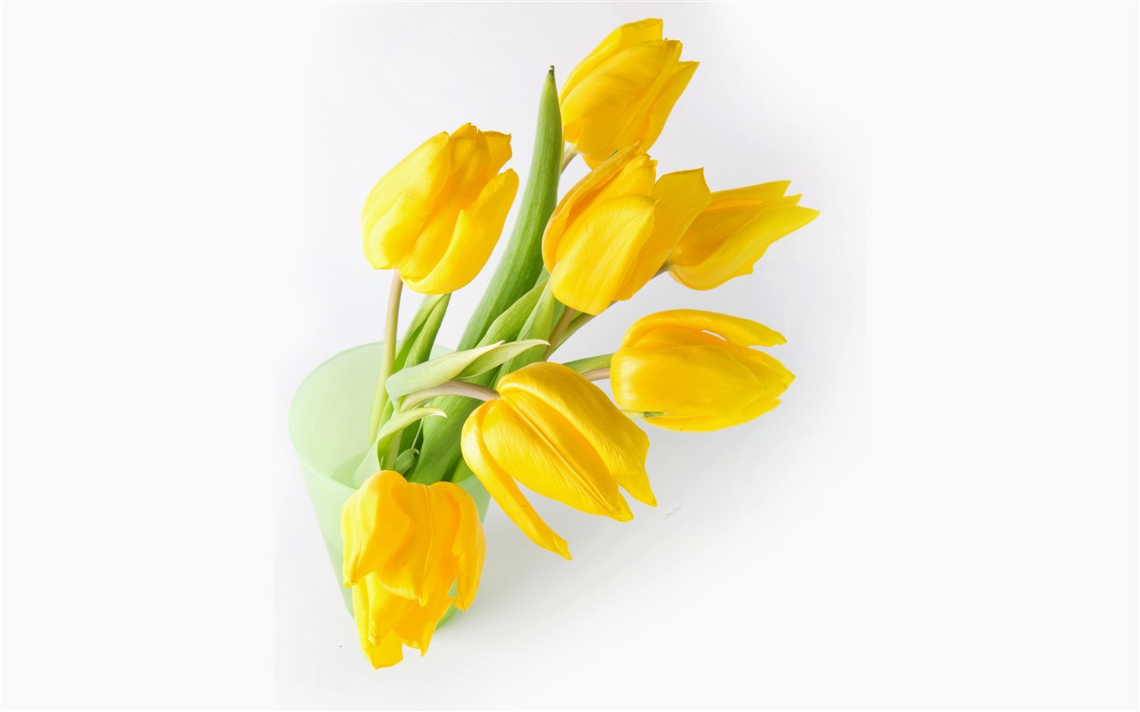 Velký tulipán tapety (1) #10 - 1280x800