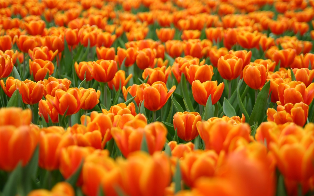 Velký tulipán tapety (1) #11 - 1280x800