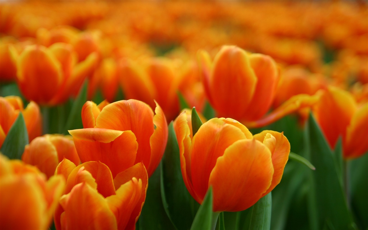 Velký tulipán tapety (1) #12 - 1280x800