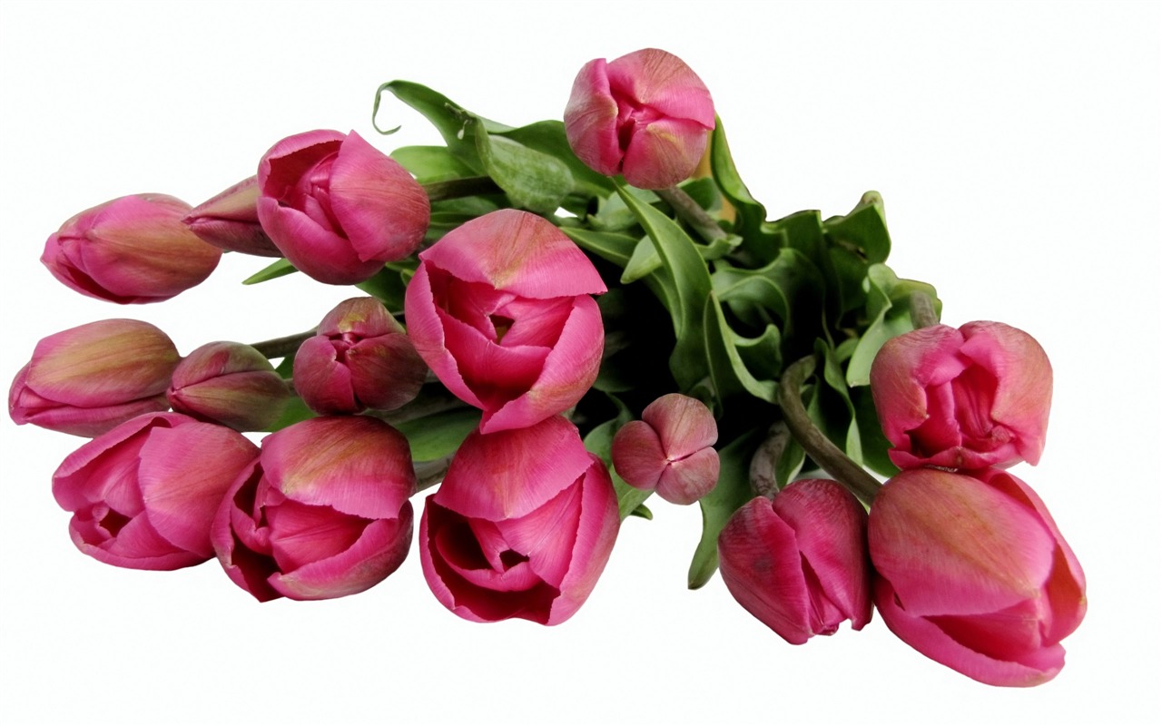 Velký tulipán tapety (1) #13 - 1280x800