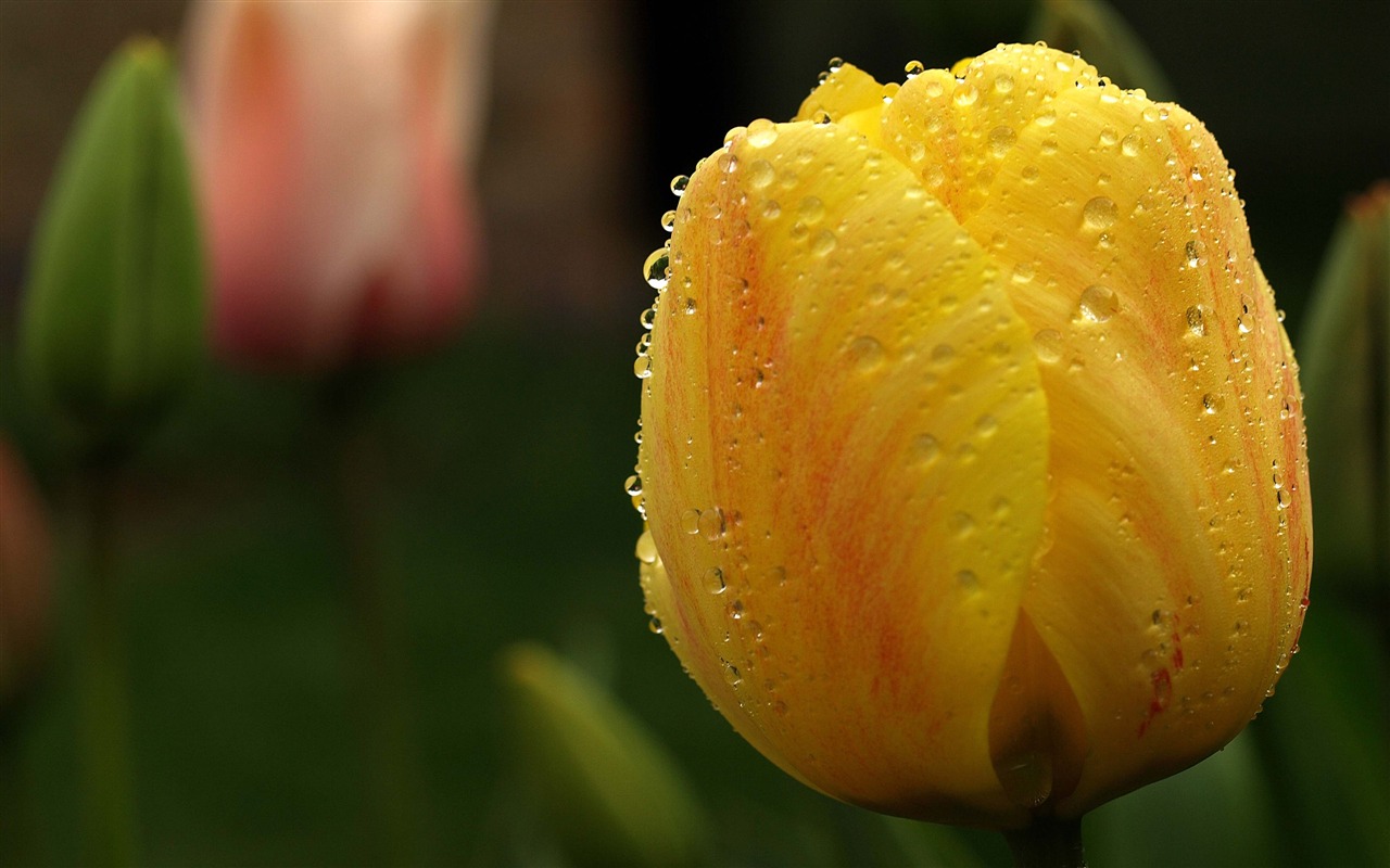 Velký tulipán tapety (1) #16 - 1280x800