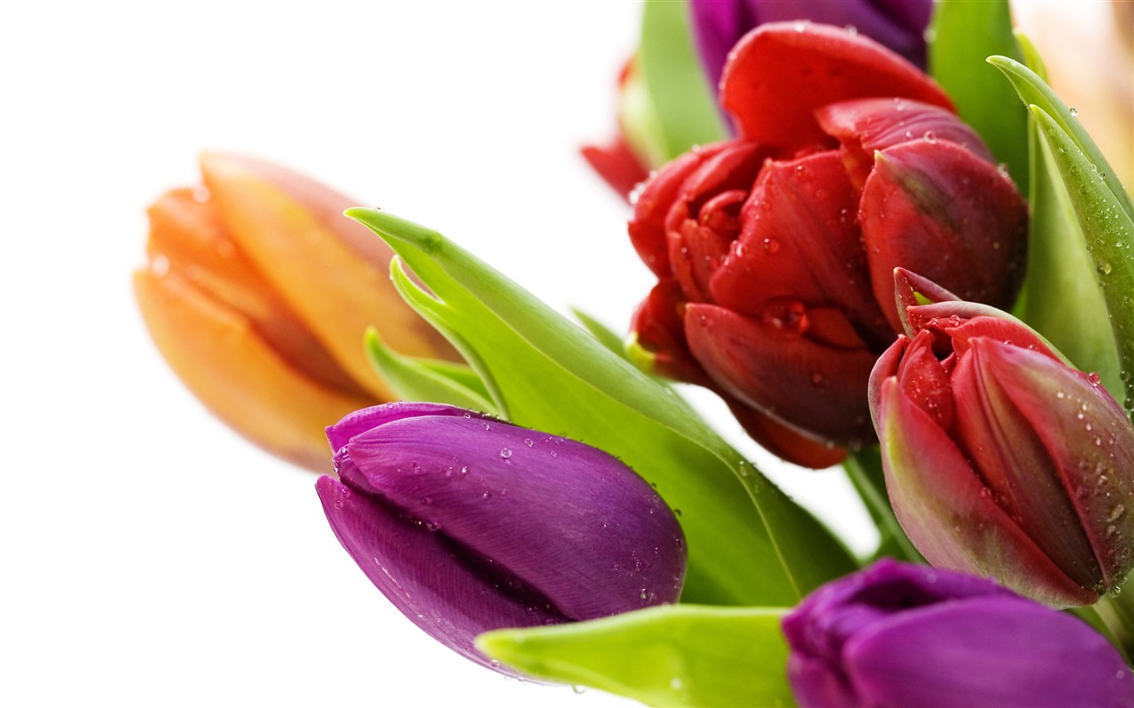Velký tulipán tapety (1) #17 - 1280x800