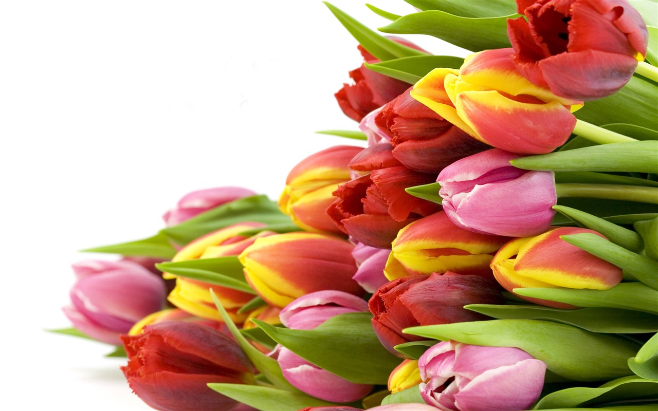 Velký tulipán tapety (1) #18 - 1280x800