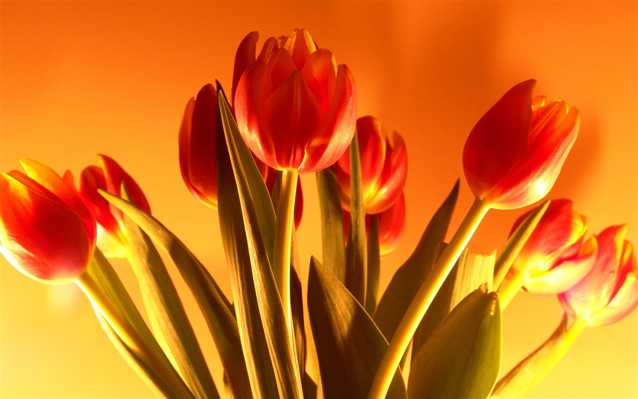 Velký tulipán tapety (1) #20 - 1280x800