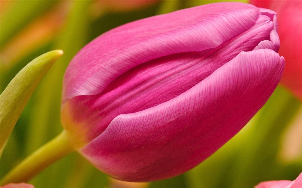 Fond d'écran Tulip Grand (2) #6 - 1280x800