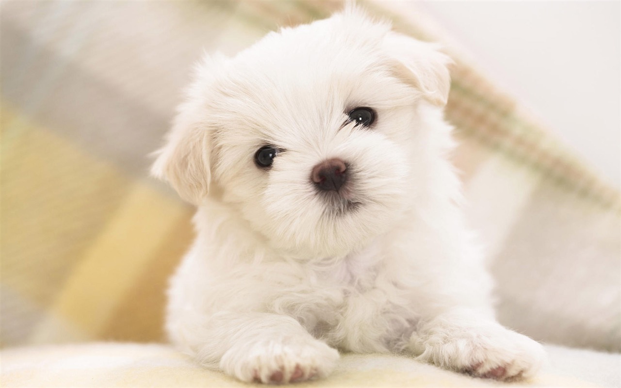 Puppy Photo HD wallpapers (8) #6 - 1280x800
