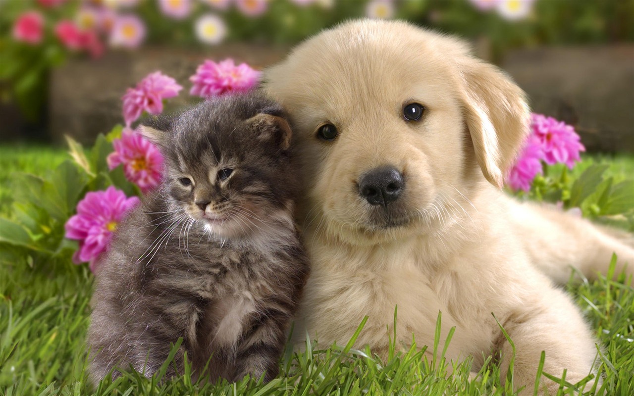 Puppy Photo HD wallpapers (8) #19 - 1280x800