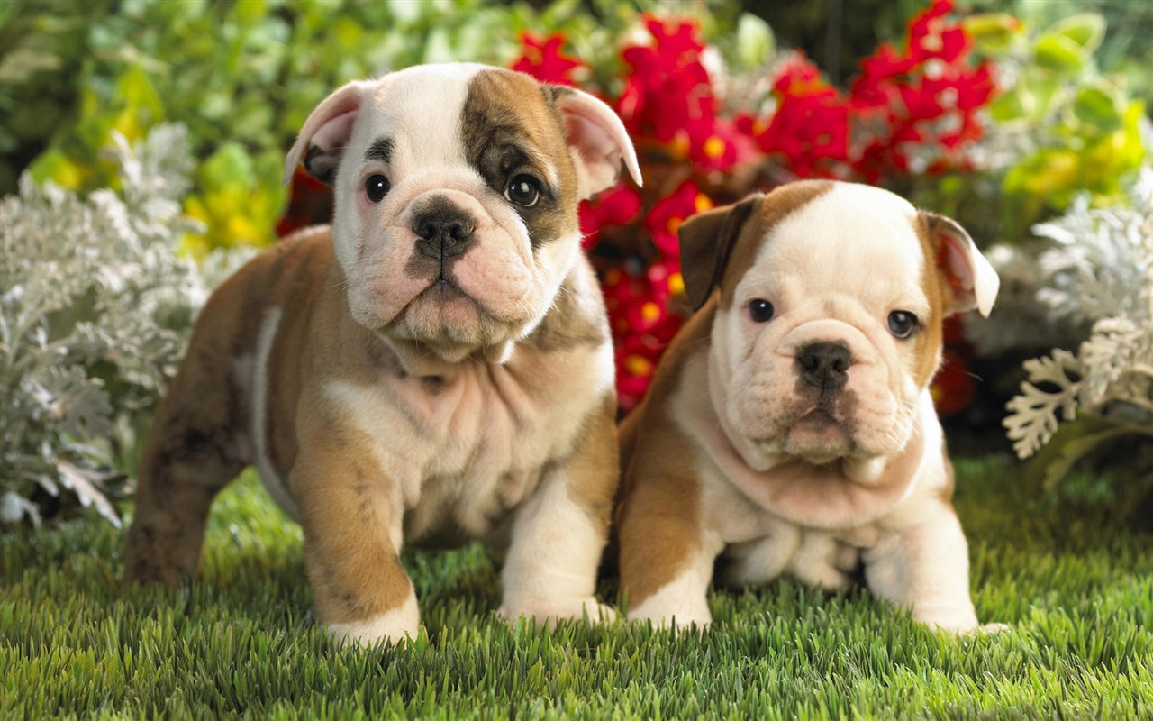 Puppy Photo HD wallpapers (9) #1 - 1280x800