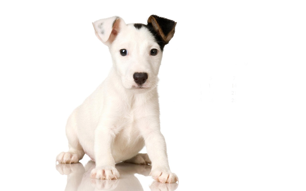 Puppy Photo HD wallpapers (9) #5 - 1280x800