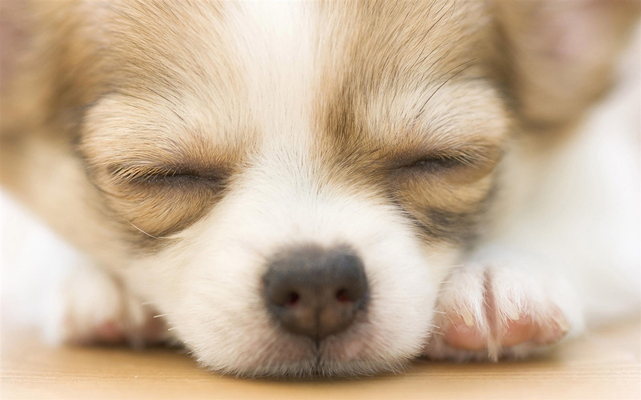 Puppy Photo HD wallpapers (9) #9 - 1280x800