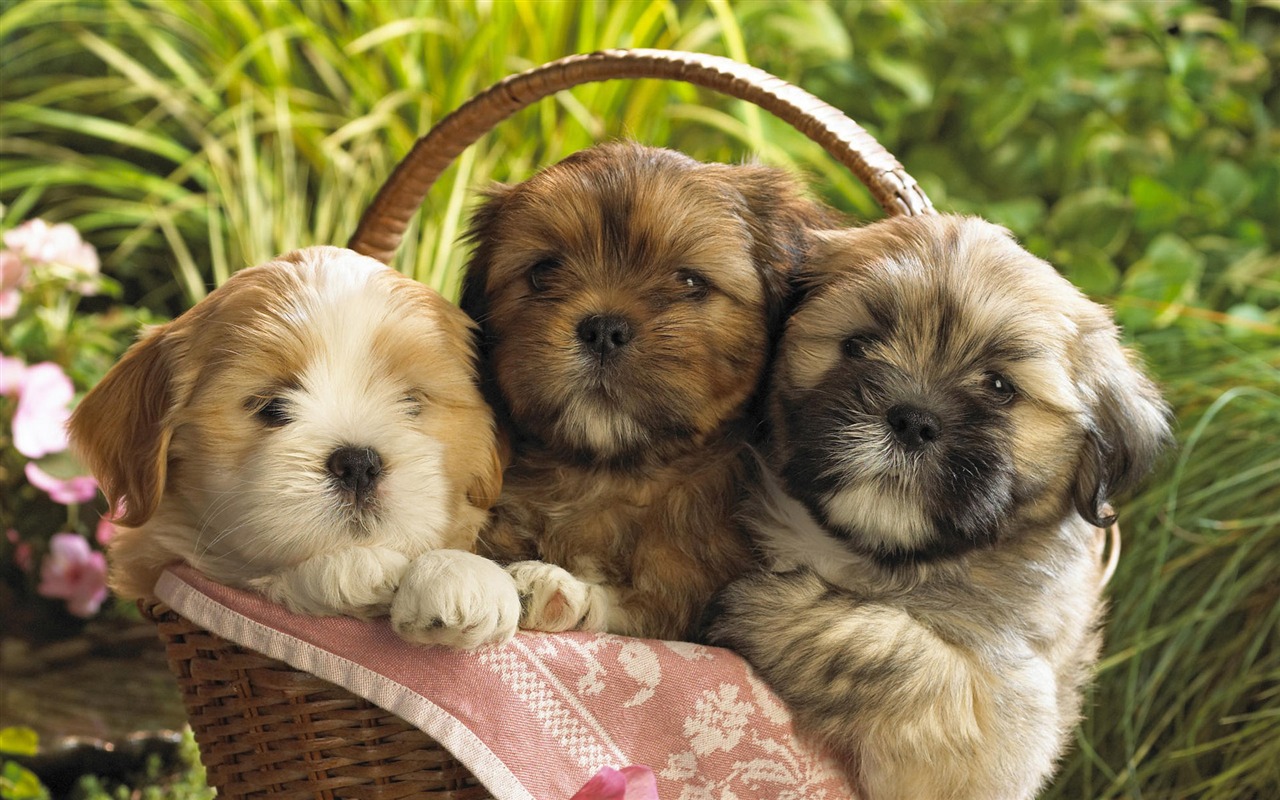 Puppy Photo HD wallpapers (9) #19 - 1280x800