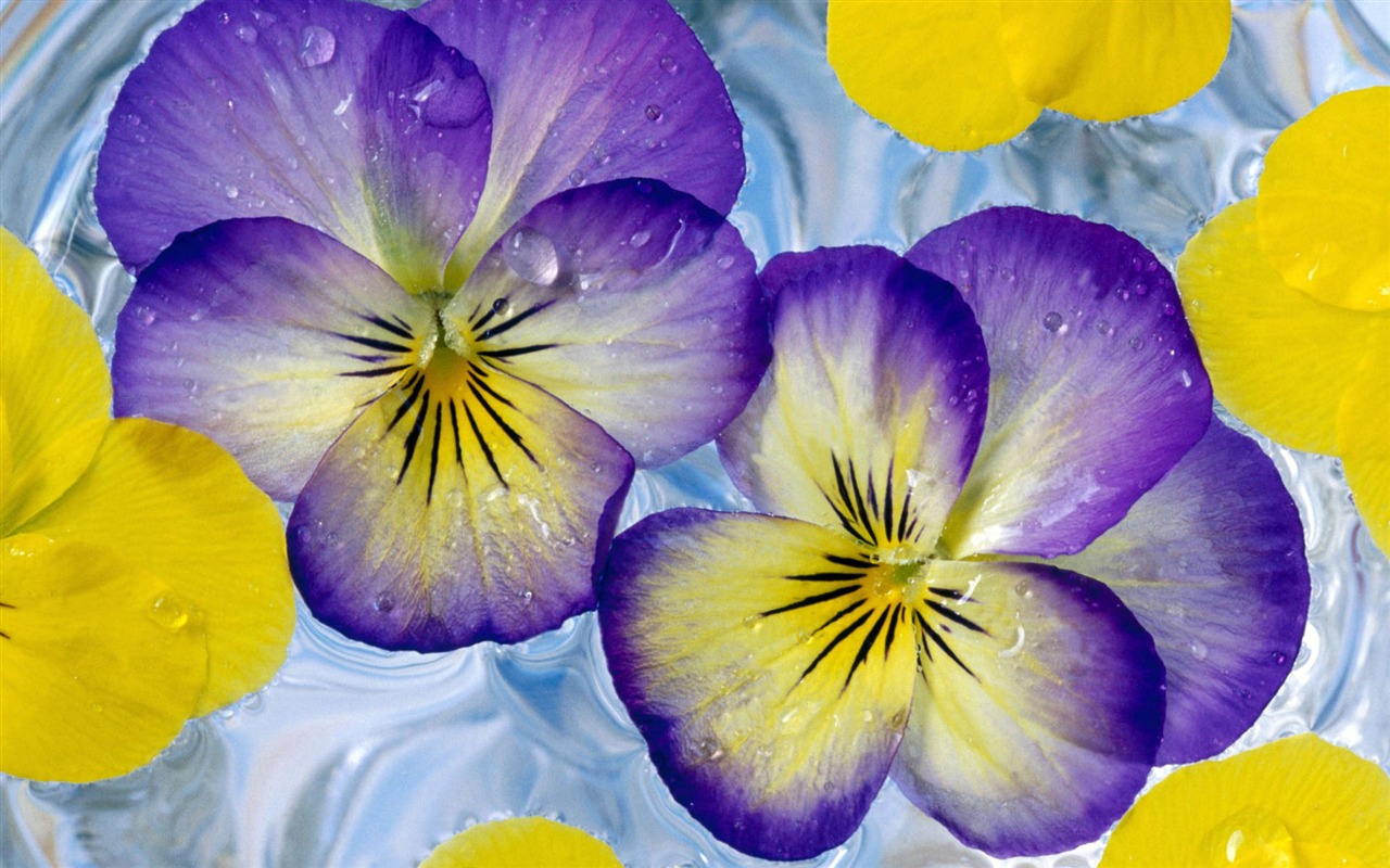 Widescreen wallpaper flowers close-up (2) #1 - 1280x800
