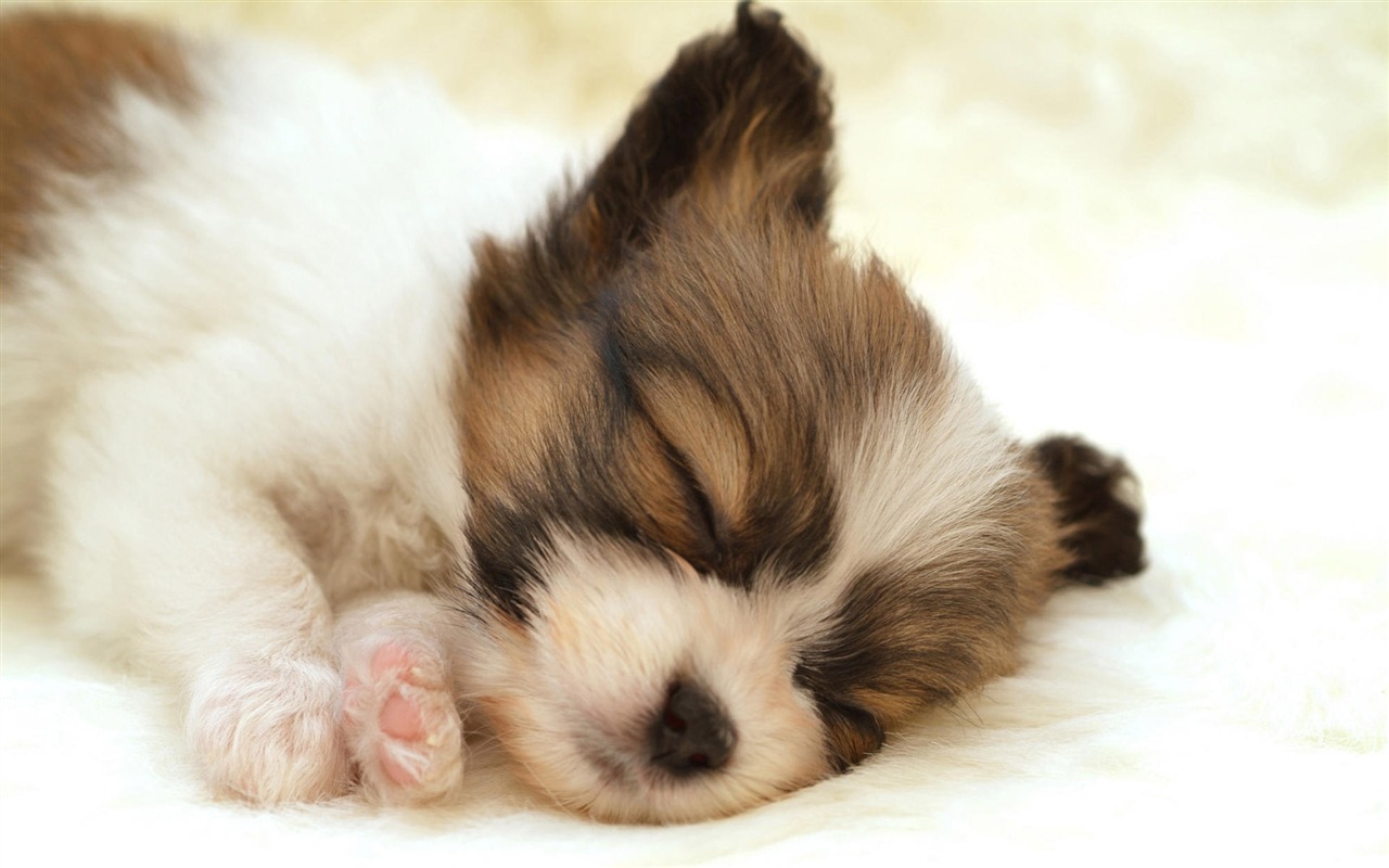 Puppy Photo HD wallpapers (10) #10 - 1280x800