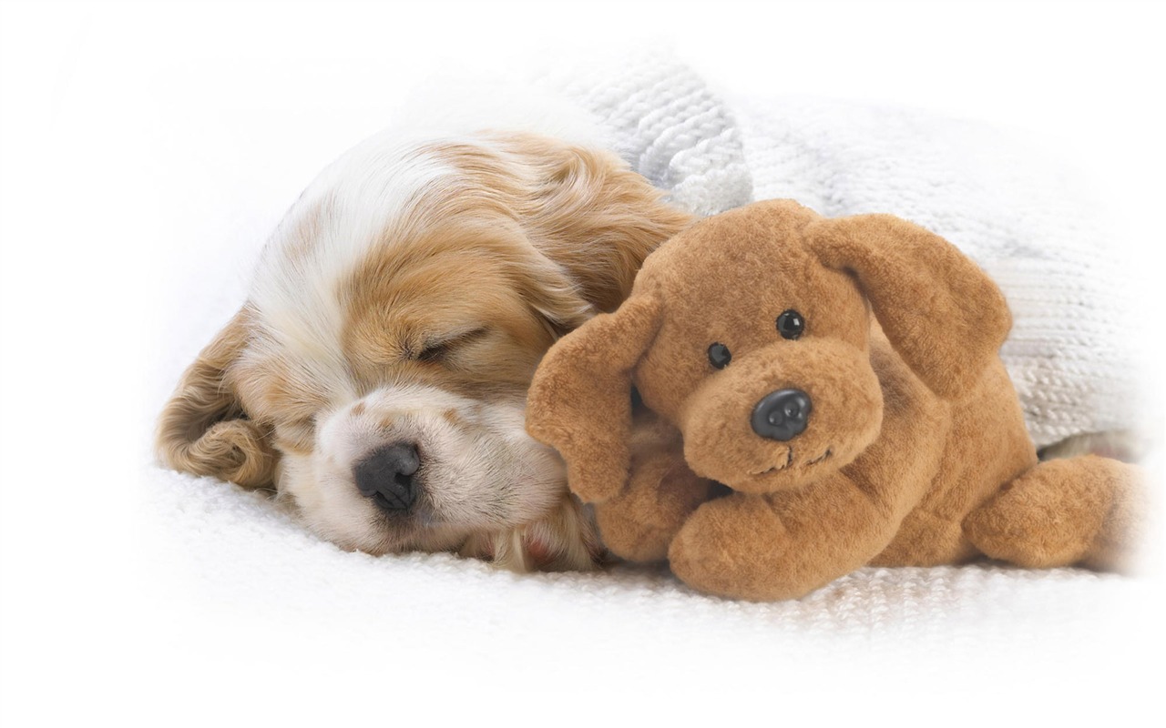 Puppy Photo HD wallpapers (10) #13 - 1280x800