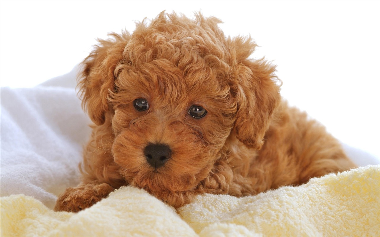 Puppy Photo HD wallpapers (10) #19 - 1280x800