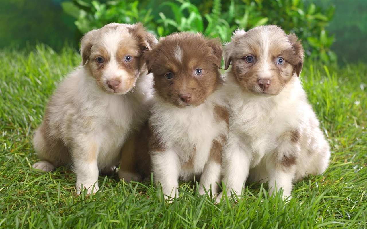 Puppy Photo HD wallpapers (10) #20 - 1280x800