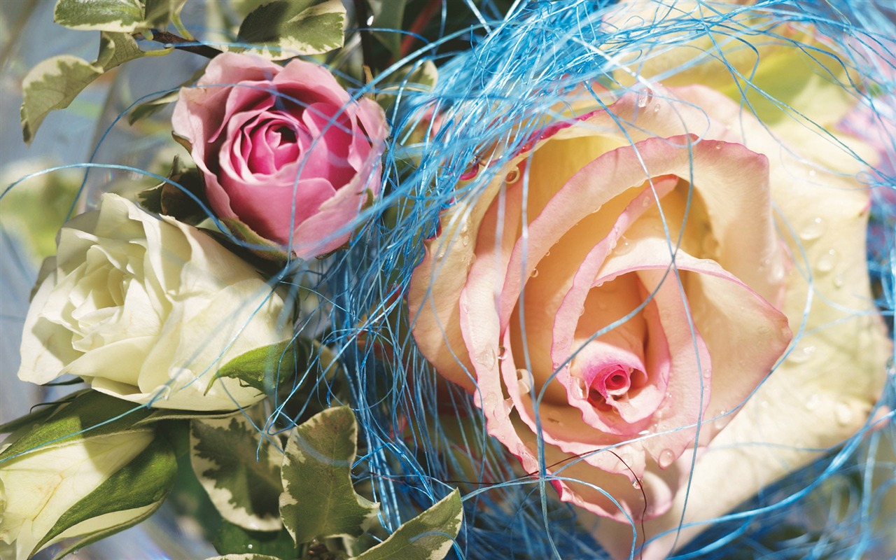 Širokoúhlý tapety květiny close-up (4) #2 - 1280x800
