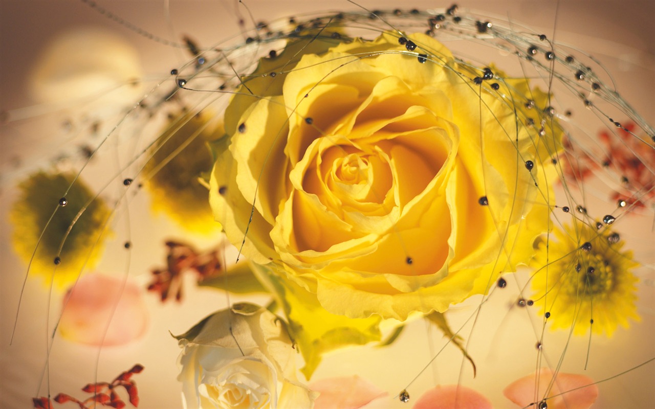Širokoúhlý tapety květiny close-up (4) #5 - 1280x800