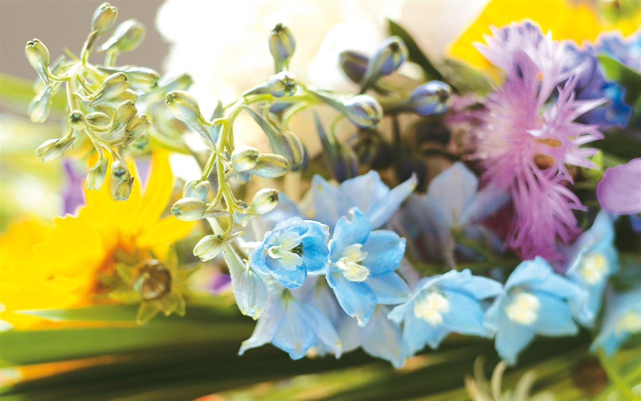 Širokoúhlý tapety květiny close-up (4) #9 - 1280x800