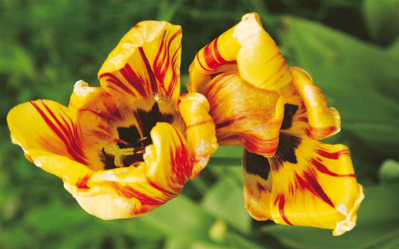 Širokoúhlý tapety květiny close-up (4) #12 - 1280x800