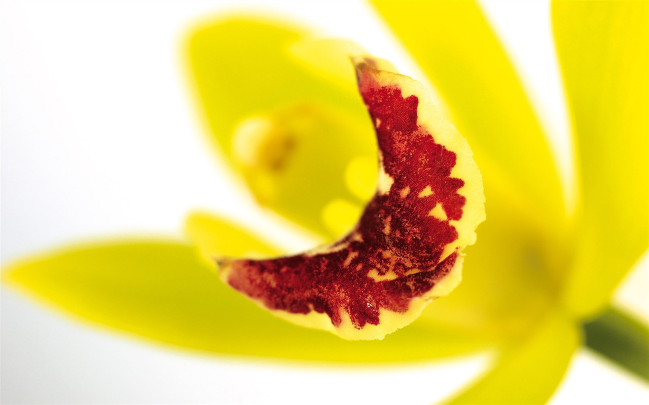 Širokoúhlý tapety květiny close-up (4) #15 - 1280x800