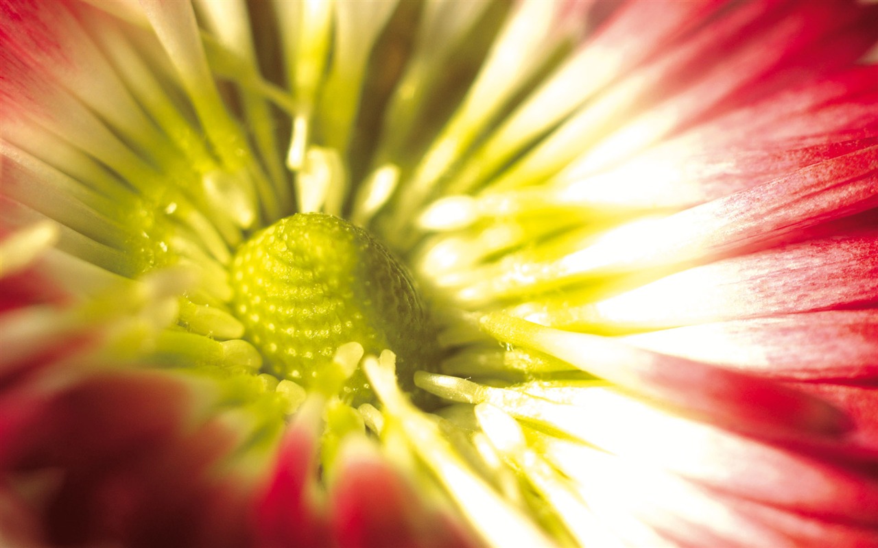 Širokoúhlý tapety květiny close-up (4) #16 - 1280x800