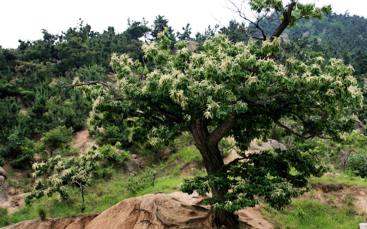 berceau Mountain Song (Minghu œuvres Metasequoia) #4 - 1280x800