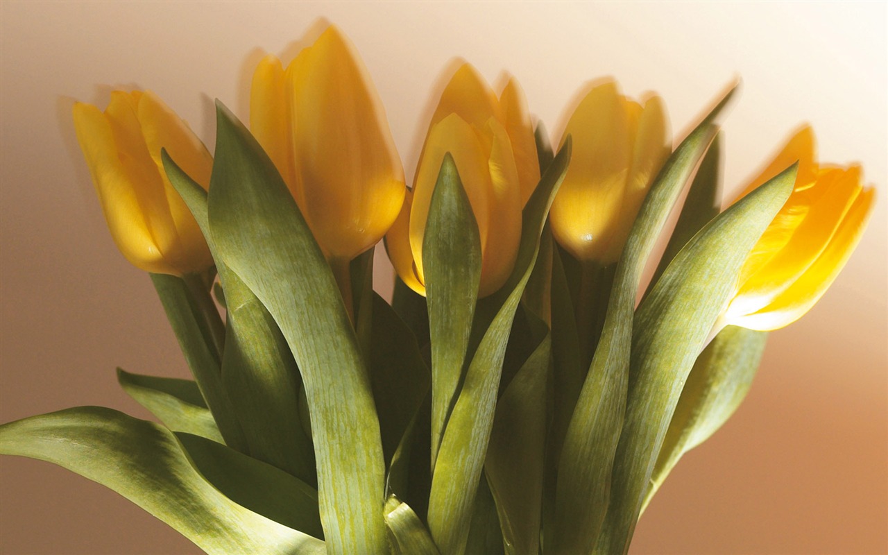 Širokoúhlý tapety květiny close-up (5) #13 - 1280x800