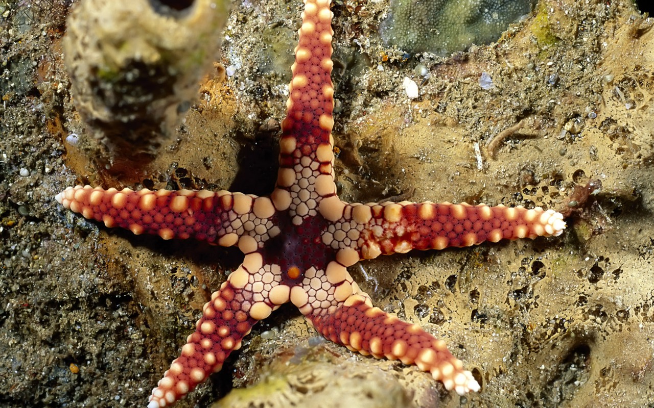 缤纷海底世界(三)5 - 1280x800