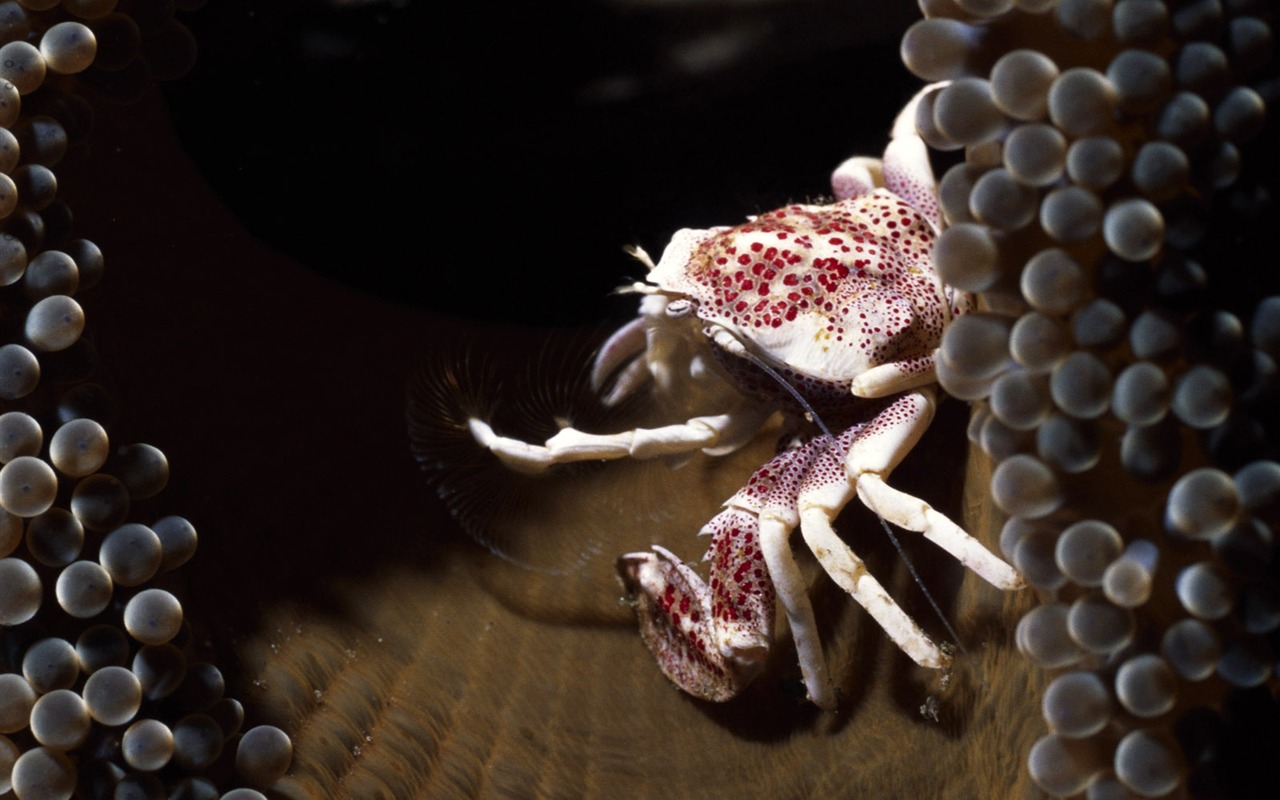 Fun Underwater World (3) #6 - 1280x800