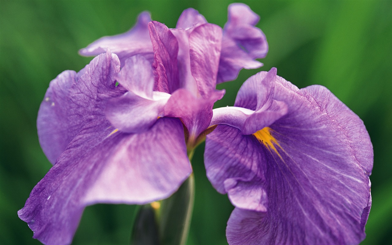 fleurs fond d'écran Widescreen close-up (7) #7 - 1280x800