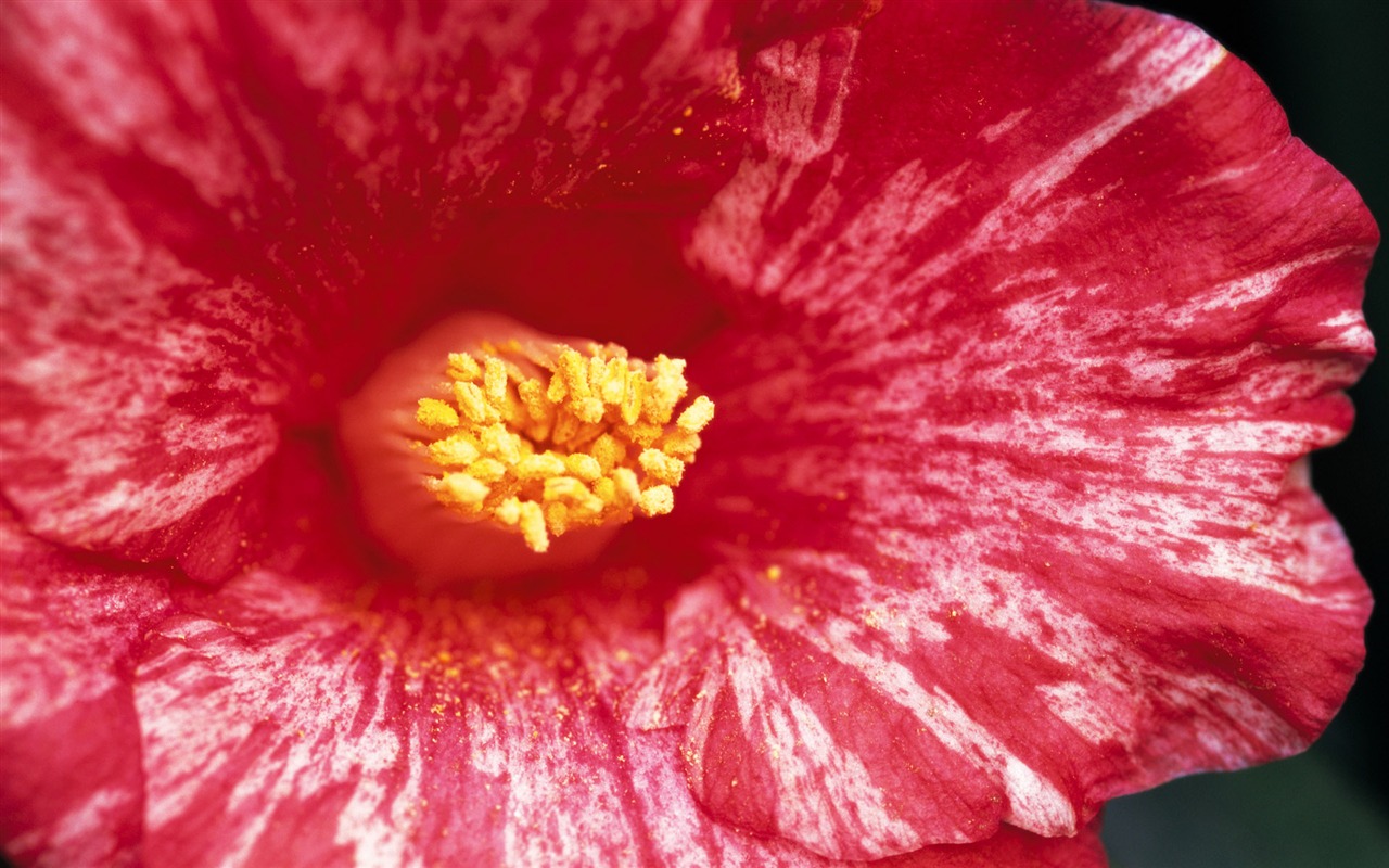 fleurs fond d'écran Widescreen close-up (7) #11 - 1280x800