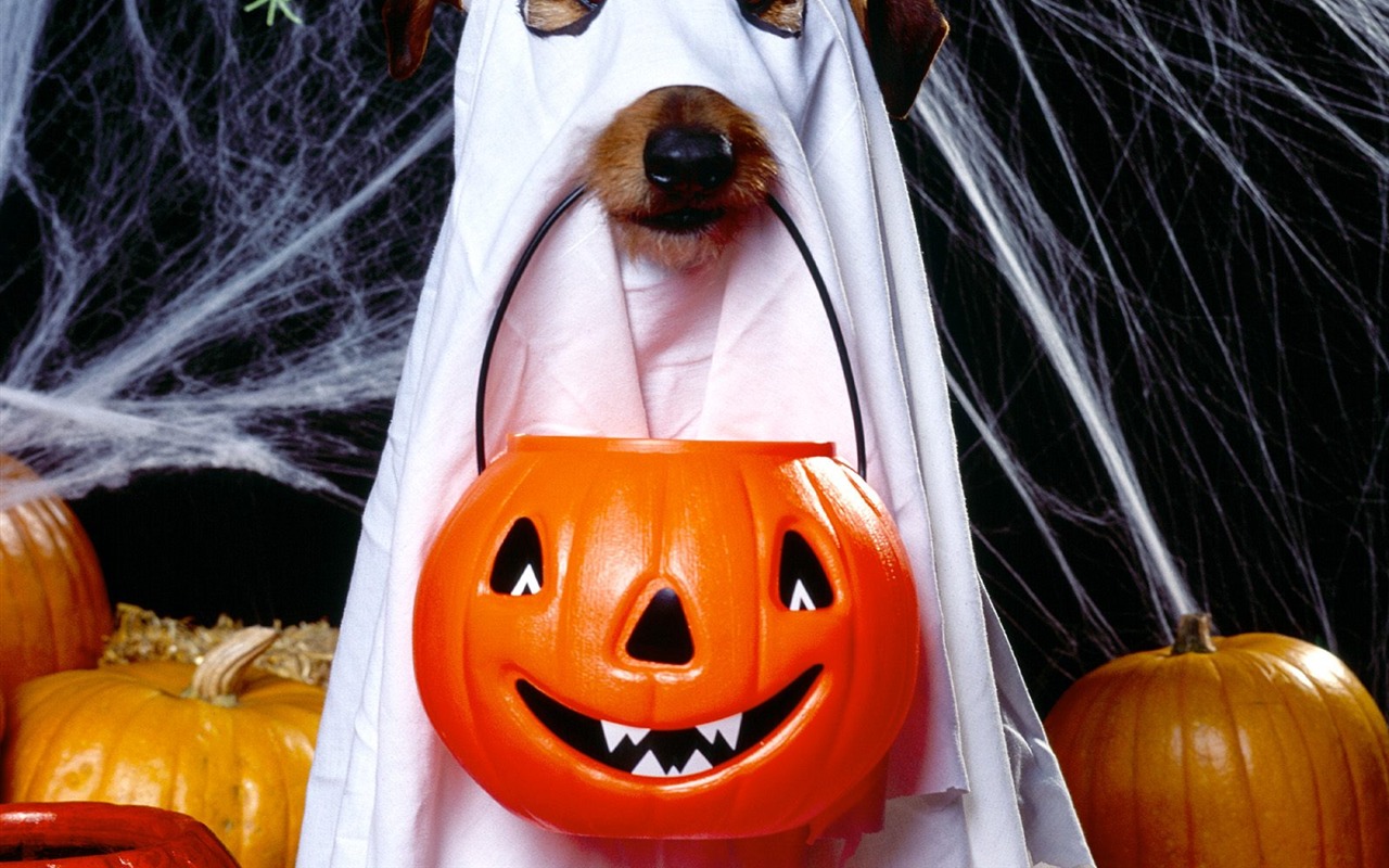 Fonds d'écran thème de l'Halloween (1) #1 - 1280x800