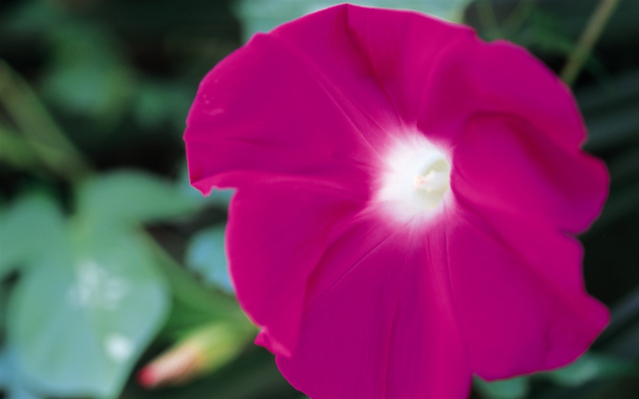 fleurs fond d'écran Widescreen close-up (8) #5 - 1280x800