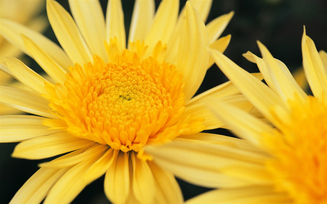 fleurs fond d'écran Widescreen close-up (8) #7 - 1280x800