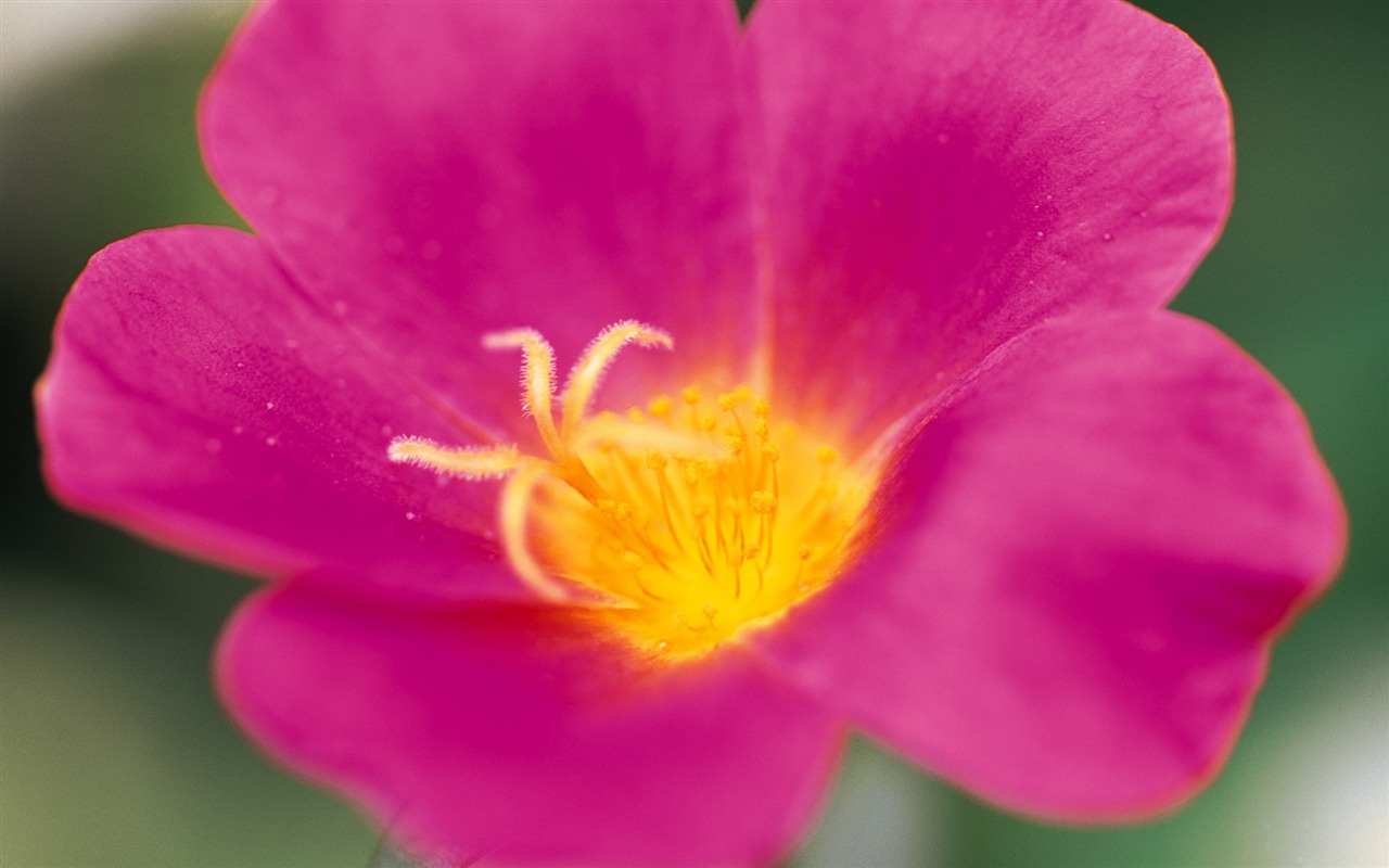 fleurs fond d'écran Widescreen close-up (8) #12 - 1280x800