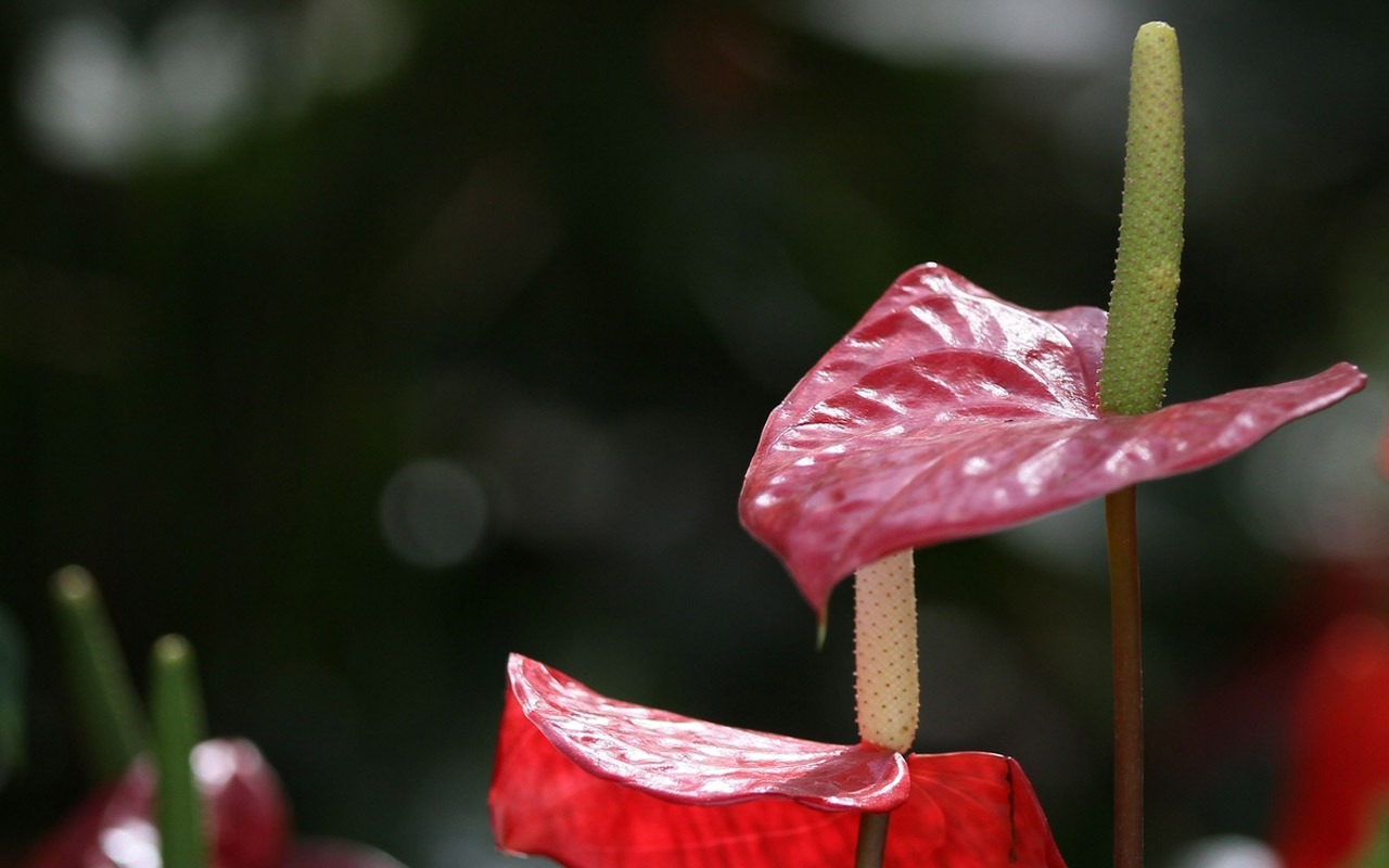 Macro flower market (west works) #2 - 1280x800