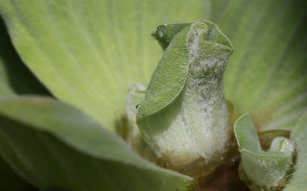 Macro Blumenmarkt (West Werke) #6 - 1280x800