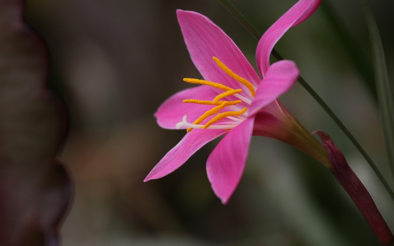 Macro Blumenmarkt (West Werke) #19 - 1280x800